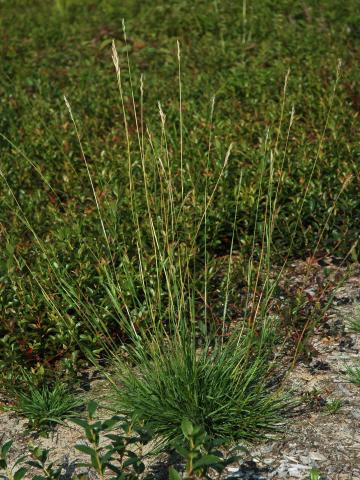 Danthonie épi(Danthonia spicata)_1