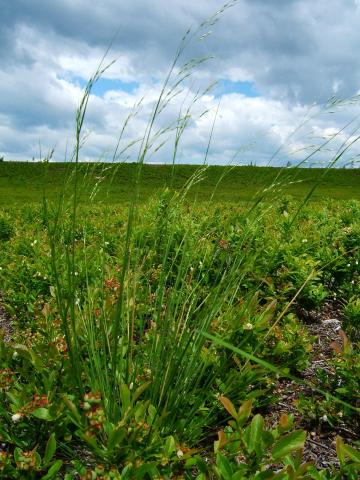 Oryzopsis Canada (Piptatheropsis canadensis)_2