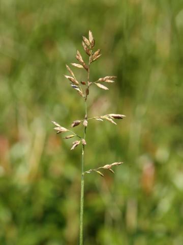 Pâturin comprimé (Poa compressa)_2