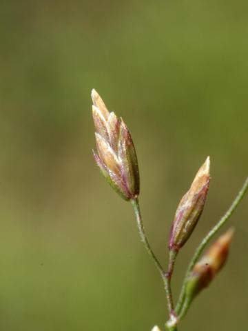 Pâturin comprimé (Poa compressa)_3