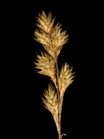 Carex fourrager(Carex foenea)_2