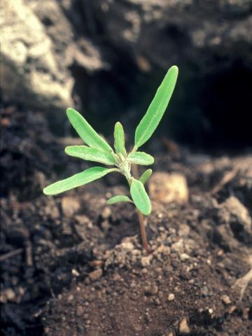 Chénopode feuilles figuier(Chenopodium ficifolium)_6