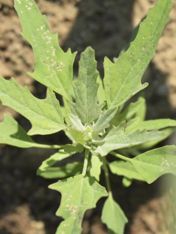 Chénopode feuilles figuier(Chenopodium ficifolium)_7