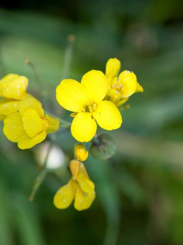 Canola(Brassica napus)_1