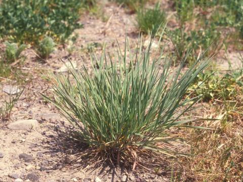 Orge queue-écureuil (Hordeum jubatum)_5