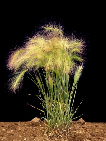 Orge queue-écureuil (Hordeum jubatum)_7