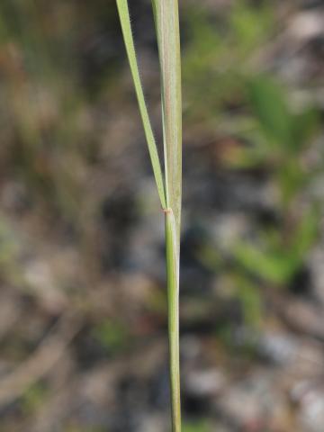 Orge queue-écureuil (Hordeum jubatum)_9