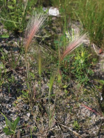 Orge queue-écureuil (Hordeum jubatum)_11