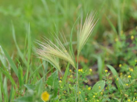 Orge queue-écureuil (Hordeum jubatum)_12