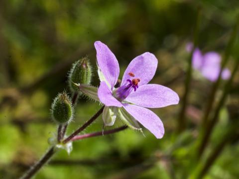 Érodium cicutaire (Erodium cicutarium)_6