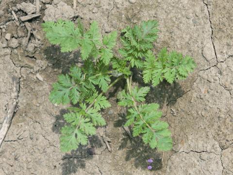 Érodium cicutaire (Erodium cicutarium)_11