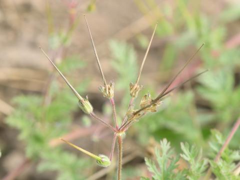 Érodium cicutaire (Erodium cicutarium)_13