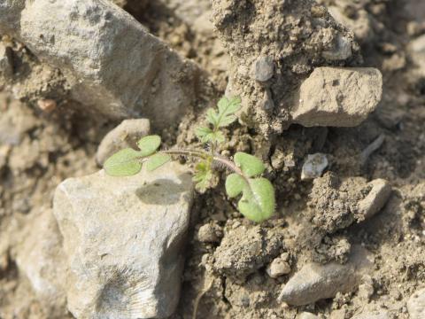 Érodium cicutaire (Erodium cicutarium)_14