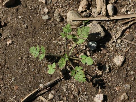 Érodium cicutaire (Erodium cicutarium)_17