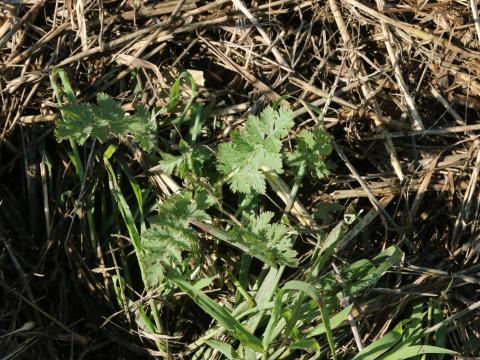 Érodium cicutaire (Erodium cicutarium)_18