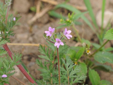 Érodium cicutaire (Erodium cicutarium)_20