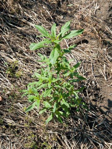 Amarante tuberculée(Amaranthus tuberculatus)_1