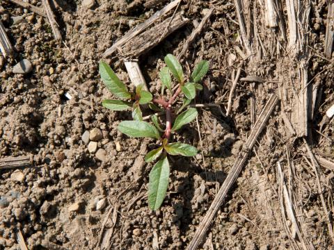 Amarante tuberculée(Amaranthus tuberculatus)_2