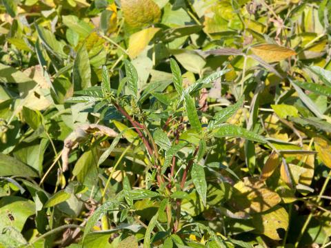 Amarante tuberculée(Amaranthus tuberculatus)_11