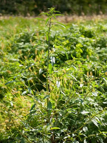 Amarante tuberculée(Amaranthus tuberculatus)_12