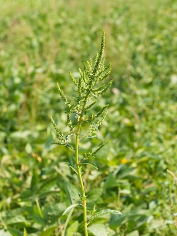 Amarante tuberculée(Amaranthus tuberculatus)_17