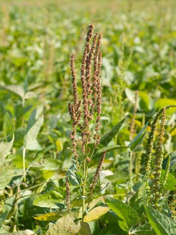 Amarante tuberculée(Amaranthus tuberculatus)_18