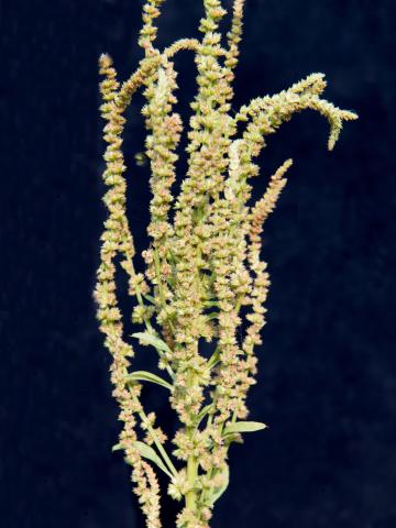 Amarante tuberculée(Amaranthus tuberculatus)_20