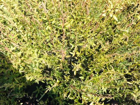 Amarante tuberculée(Amaranthus tuberculatus)_30