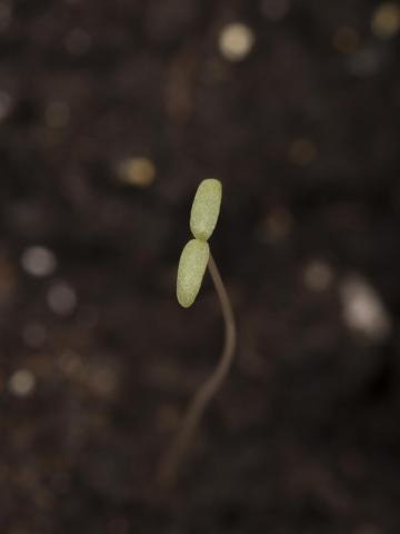 Amarante tuberculée(Amaranthus tuberculatus)_39