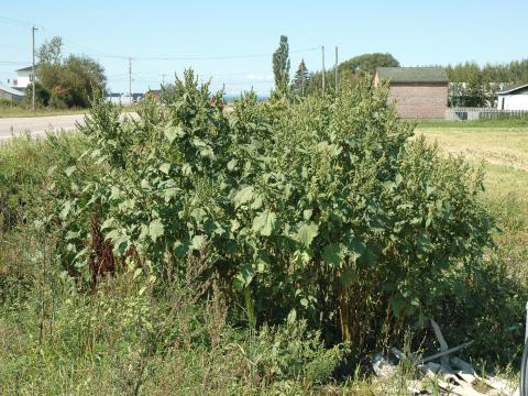 Ive feuilles lampourde (Cyclachaena xanthiifolia)_6