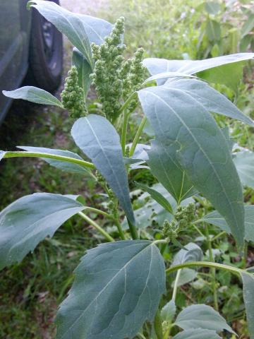 Ive feuilles lampourde (Cyclachaena xanthiifolia)_11