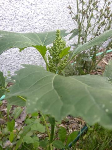 Ive feuilles lampourde (Cyclachaena xanthiifolia)_12