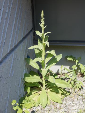 Grande molène (Verbascum thapsus)_3