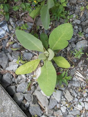 Grande molène (Verbascum thapsus)_4