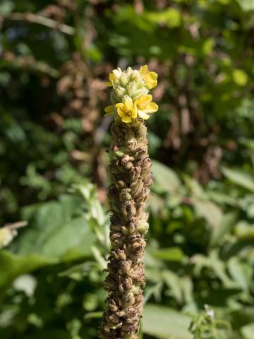 Grande molène (Verbascum thapsus)_6