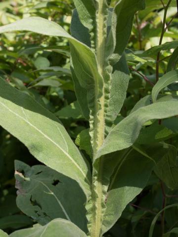 Grande molène (Verbascum thapsus)_8