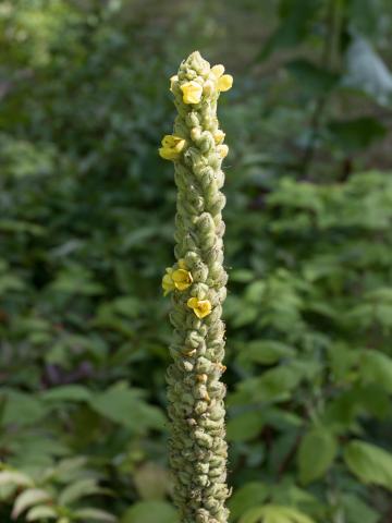 Grande molène (Verbascum thapsus)_9