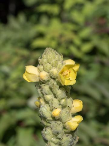 Grande molène (Verbascum thapsus)_10