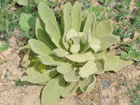 Grande molène (Verbascum thapsus)_11