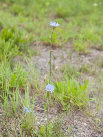 Chicorée sauvage(Cichorium intybus)_2