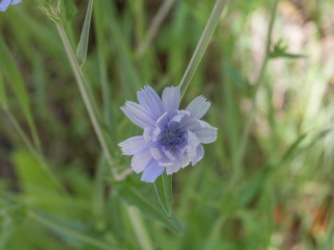 Chicorée sauvage(Cichorium intybus)_9