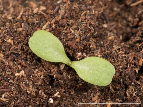 Chicorée sauvage(Cichorium intybus)_12