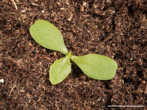 Chicorée sauvage(Cichorium intybus)_13