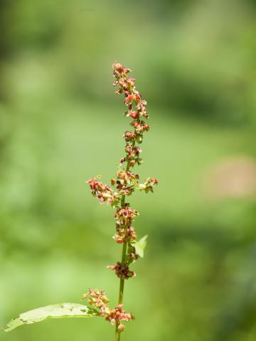 Patiente feuilles obtuses (Rumex obtusifolius)_1