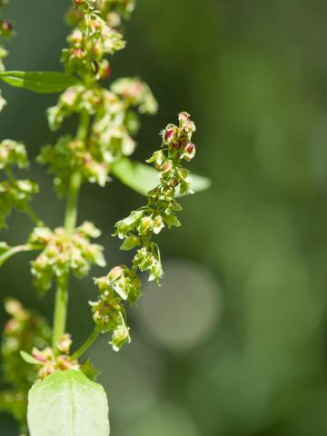 Patiente feuilles obtuses (Rumex obtusifolius)_2