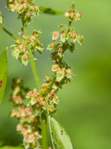 Patiente feuilles obtuses (Rumex obtusifolius)_3