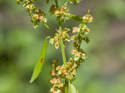 Patiente feuilles obtuses (Rumex obtusifolius)_4