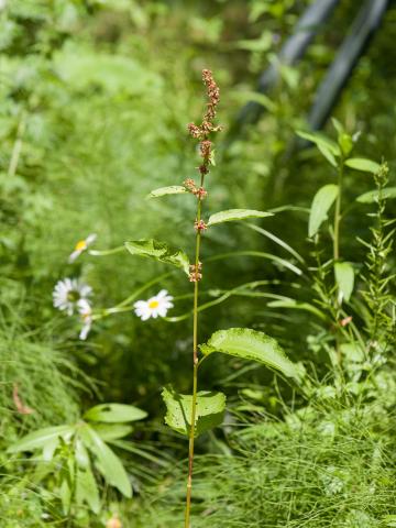 Patiente feuilles obtuses (Rumex obtusifolius)_5