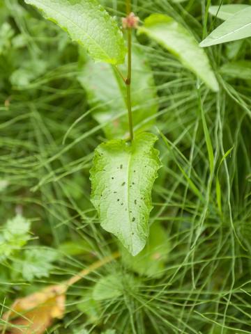 Patiente feuilles obtuses (Rumex obtusifolius)_6