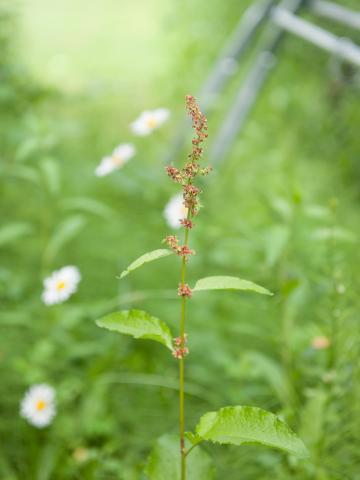 Patiente feuilles obtuses (Rumex obtusifolius)_7